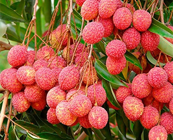 Lichi