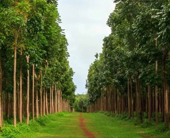 Mahogany Plants Supplier in Gujarat