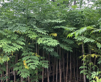 Malabar Neem Plants Supplier in Gujarat