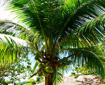 Nariyal Plants
