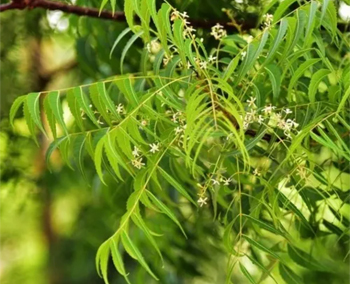 Neem Plant