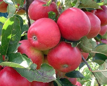 Apple Hrmn99