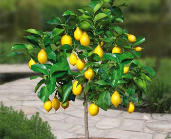 Lemon Plants