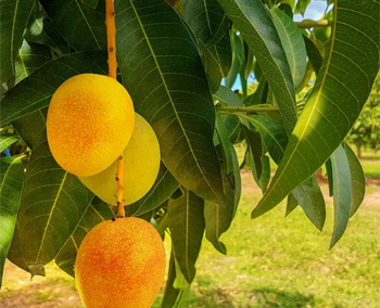 Mango