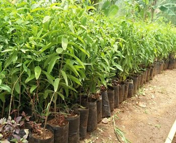 White Sandal Plant